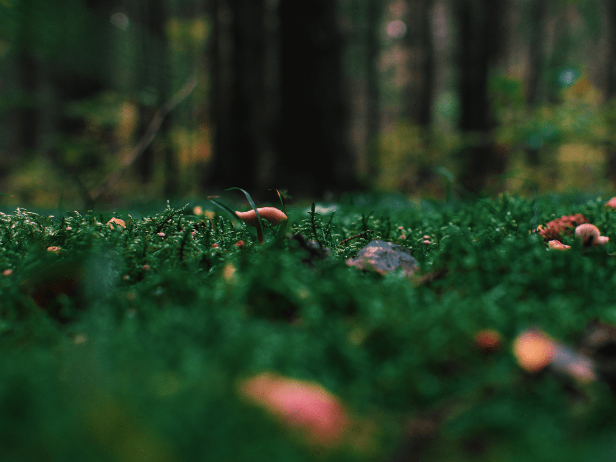 Nature is My&nbsp;Refuge